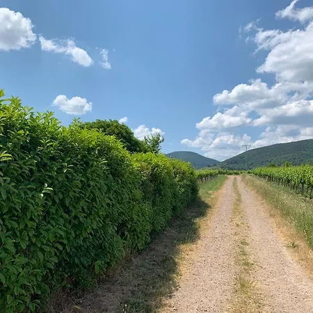 Vinesinn * Maikammer