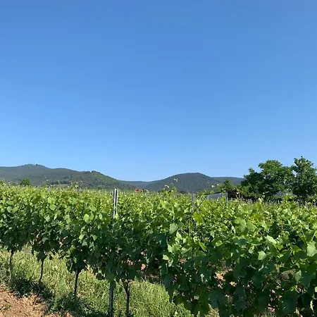 Vinesinn *