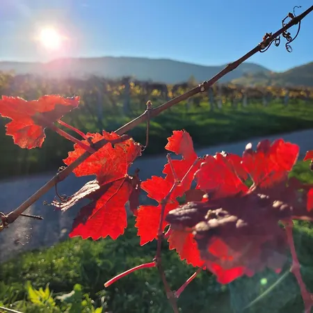 Vinesinn * Maikammer