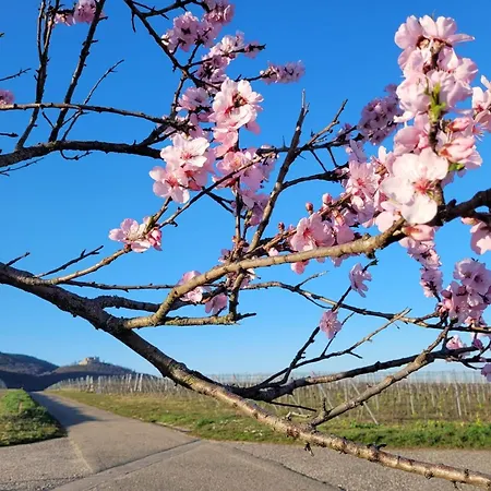 Vinesinn Apartman Maikammer