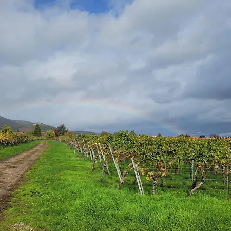 Apartman Vinesinn Maikammer