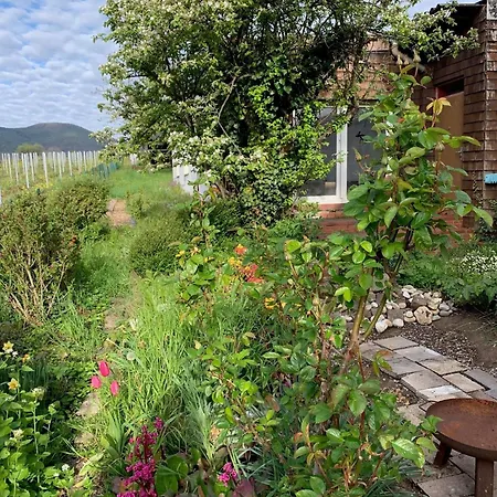 Vinesinn *