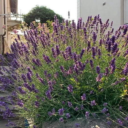 Vinesinn Apartman Maikammer