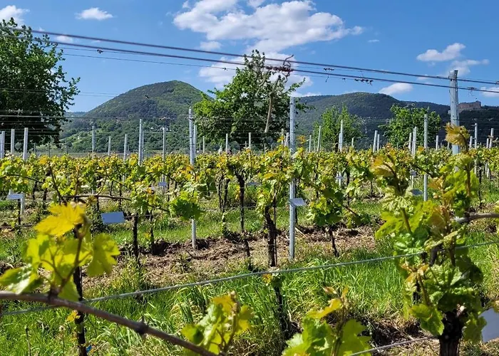 Vinesinn Apartment *