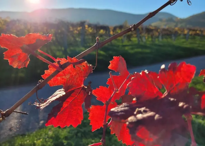 Vinesinn * Maikammer