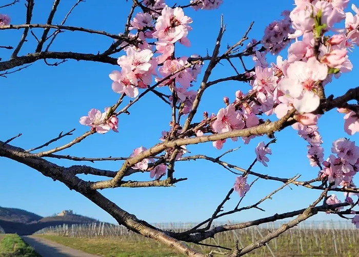 Vinesinn Apartment Maikammer
