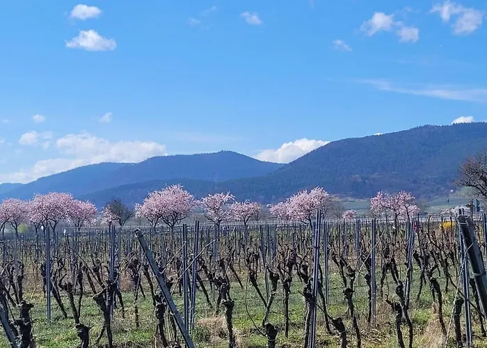 Vinesinn Apartamento *